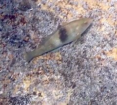 Notolabrus tetricus