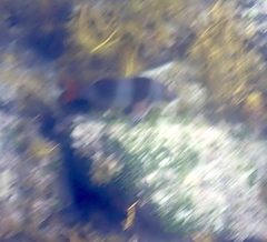 Pseudogoniistius nigripes