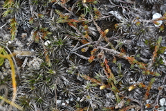 Dracophyllum prostratum