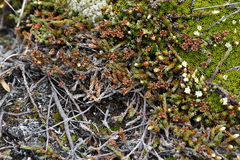 Dracophyllum prostratum