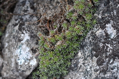 Veronica ciliolata