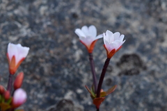 Epilobium porphyrium