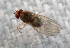 Drosophila repleta