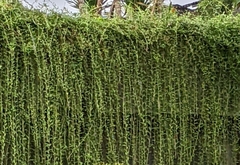 Tarlmounia elliptica