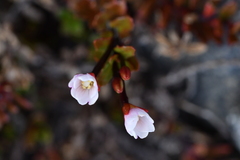 Epilobium porphyrium
