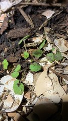 Hydrocotyle moschata