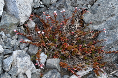 Epilobium porphyrium