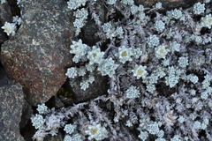 Leucogenes grandiceps