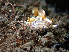 Hypselodoris zephyra