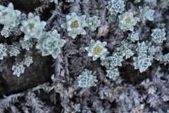 Leucogenes grandiceps