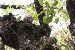 Mammillaria karwinskiana karwinskiana