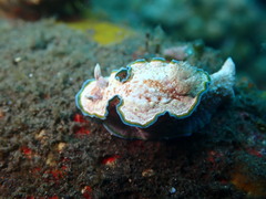 Glossodoris acosti