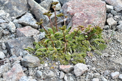 Anisotome flexuosa