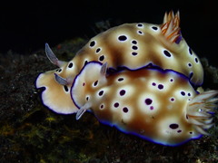 Hypselodoris tryoni