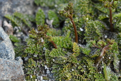 Anisotome flexuosa