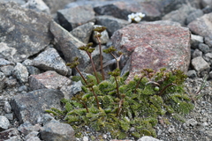 Anisotome flexuosa