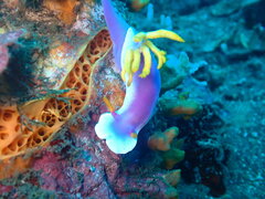 Hypselodoris apolegma