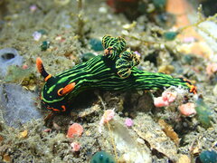 Nembrotha kubaryana