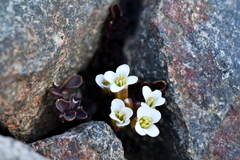 Cardamine eminentia