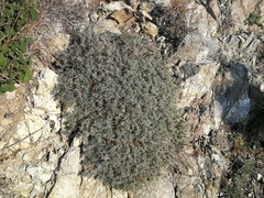 Euphorbia spinosa