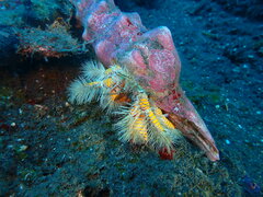 Aniculus maximus