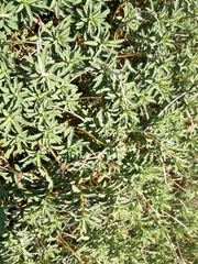Euphorbia spinosa