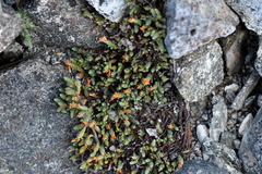 Kelleria dieffenbachii