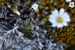 Celmisia laricifolia