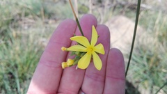 Bobartia gracilis