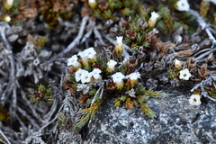 Dracophyllum prostratum