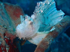 Taenianotus triacanthus