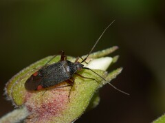 Closterotomus annulus