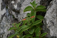 Sinningia warmingii