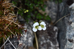 Cardamine eminentia