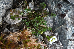Cardamine eminentia