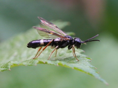 Allantus cinctus