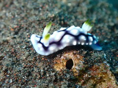 Goniobranchus geometricus