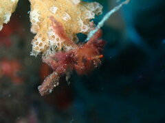 Achaeus japonicus