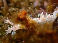 Bornella hermanni