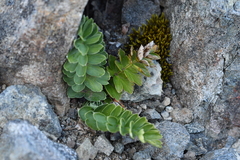 Anisotome pilifera