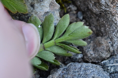 Anisotome pilifera