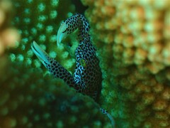 Trapezia rufopunctata