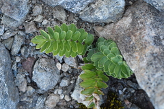 Anisotome pilifera