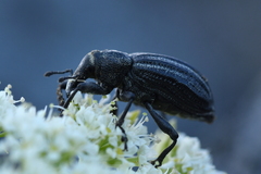 Lyperobius coxalis