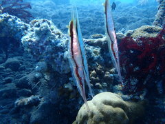 Centriscus