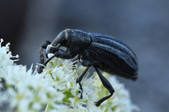 Lyperobius coxalis
