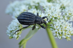 Lyperobius coxalis