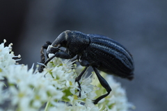 Lyperobius coxalis