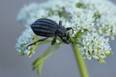 Lyperobius coxalis