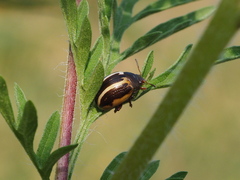 Zygogramma suturalis